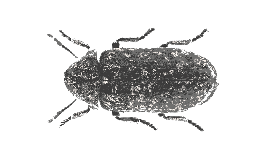 Eine Totenuhr. Das Klopfen des Gescheckten Nagekäfers in Holzwänden kündigte den nahenden Tod an. 